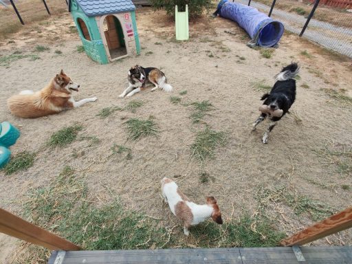 Rox, Ulka, Oya et Dexter