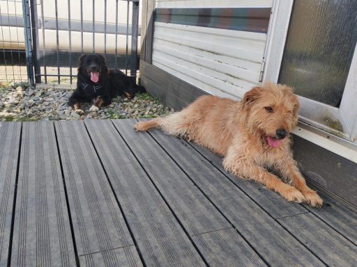 Aska et Naya