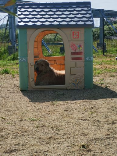 Naya qui aime la petite maison !
