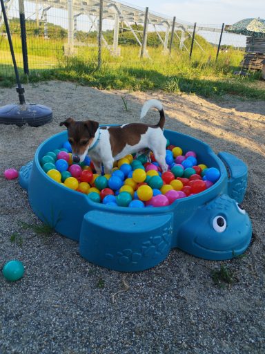 Max et la piscine à balles
