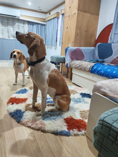 Mais quelle attente ! (Lola et Ella)
